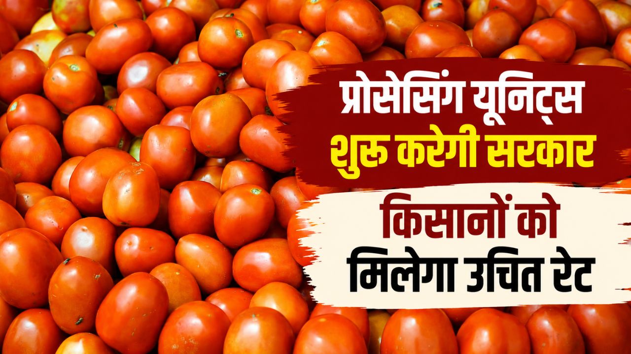 सरकार लॉन्च कर रही है नई योजना! टमाटर की बर्बादी होगी कम, किसानों की बढ़ेगी कमाई