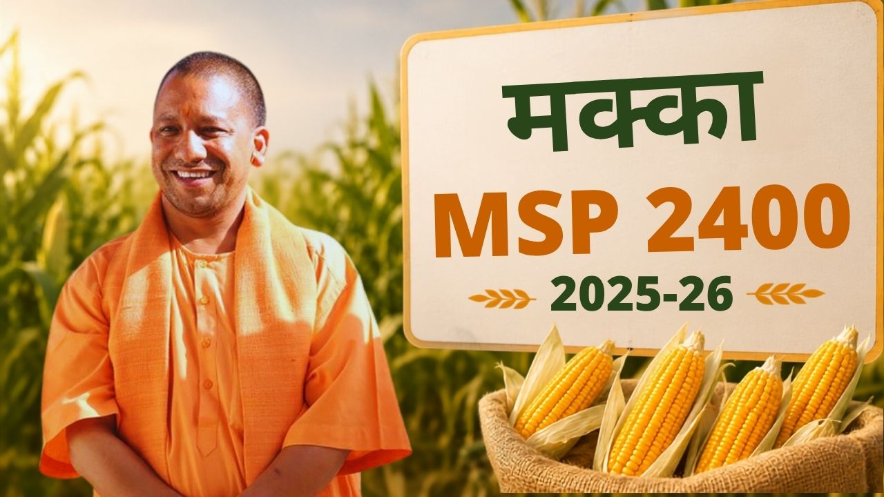 योगी सरकार का बड़ा ऐलान! 2400 रुपये MSP पर होगी मक्का की खरीद, 15 जून से खुलेंगे खरीद केंद्र