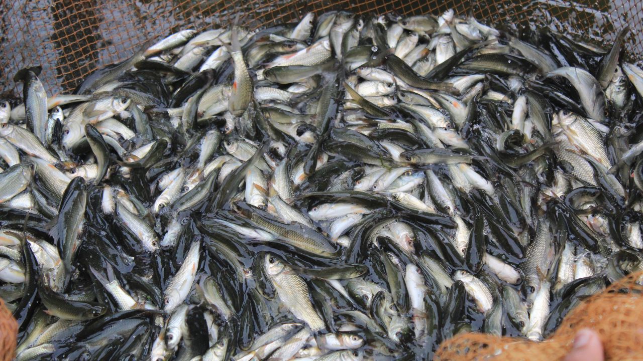 Fish Farming: जून में मछली पालन से बढ़ेगा मुनाफा, बस इन कामों को नजरअंदाज न करें किसान