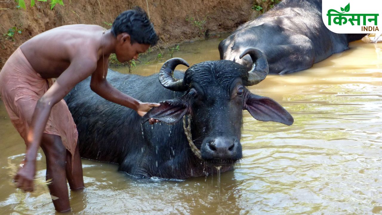 बारिश में पशुओं को नहलाने से पहले जान लें ये जरूरी बातें, छोटी लापरवाही बना सकती है बीमारी की वजह