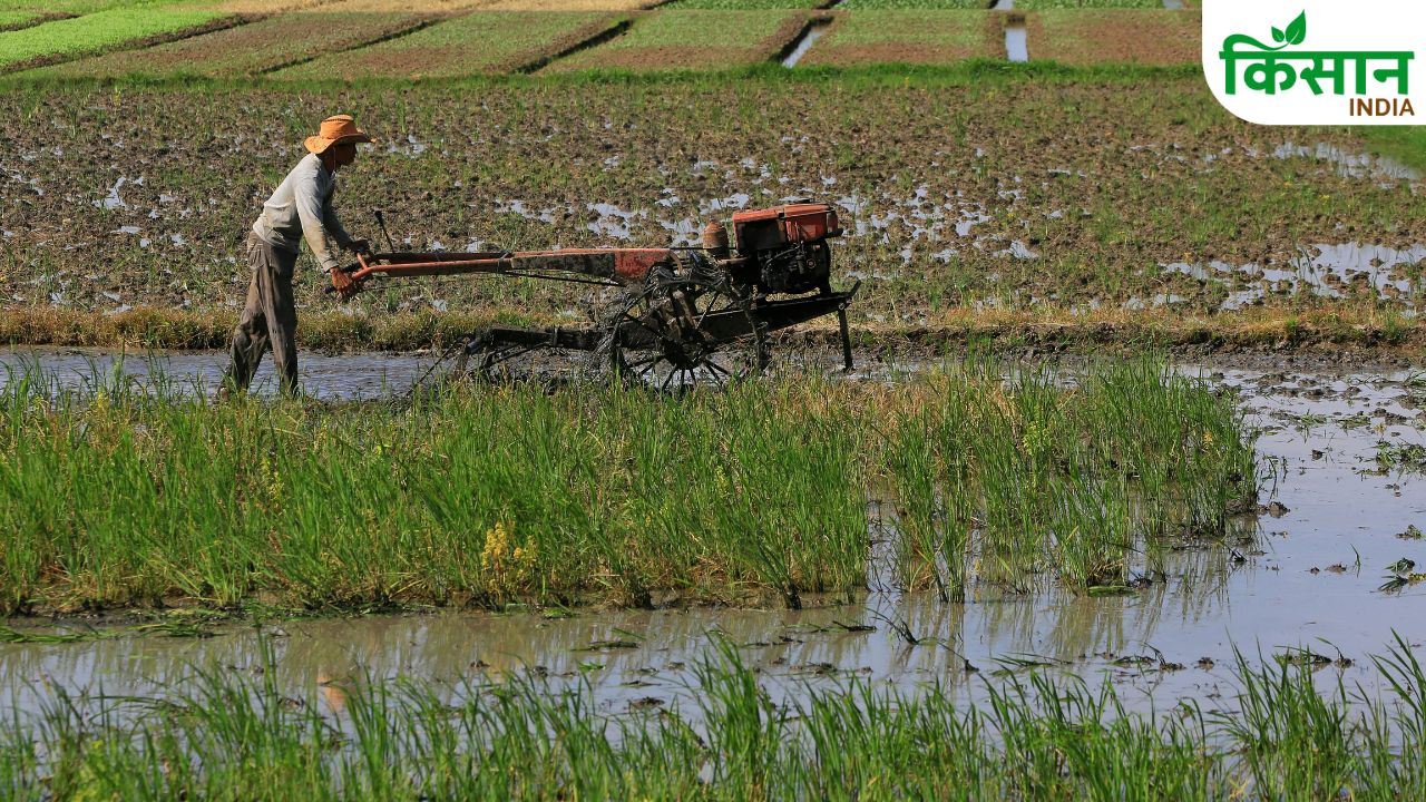 धान के पौधे रह गए छोटे और कमजोर? ये आसान उपाय बढ़ा सकते हैं फसल की पैदावार