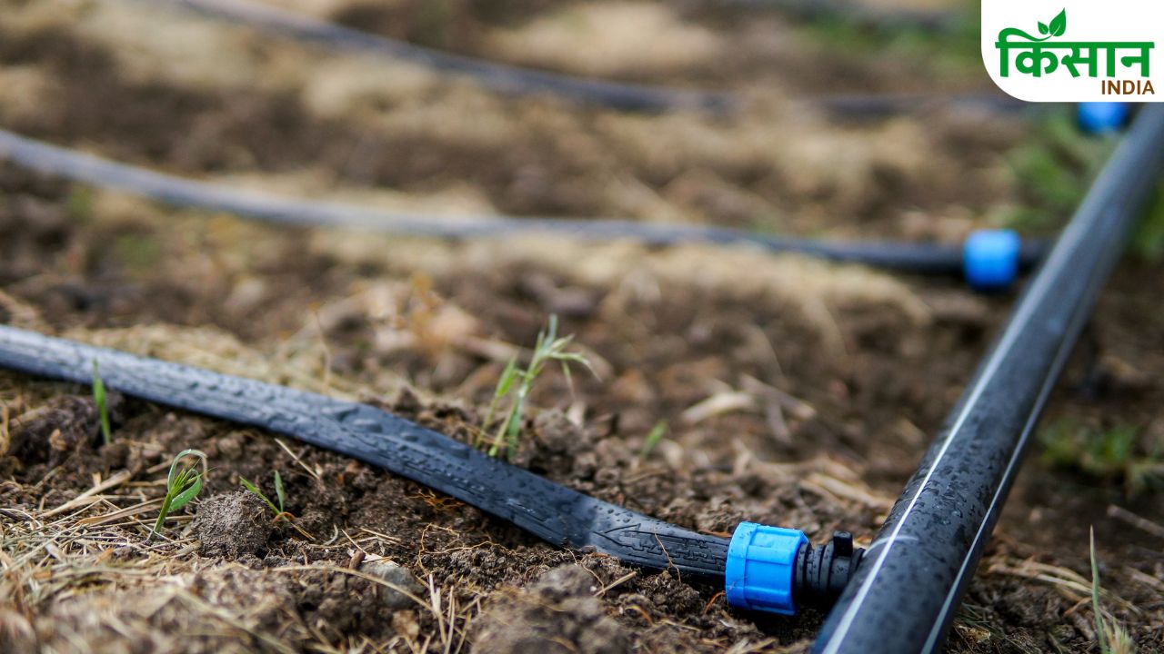 Drip Irrigation: सिंचाई का खर्च घटाना है तो अपनाएं ये तकनीक, सरकार भी दे रही सब्सिडी और ट्रेनिंग