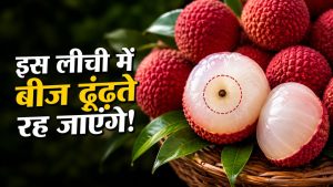 Seedless Litchi: शाही लीची को भी दे सकती है टक्कर, काली मिर्च जितने बीज वाली नई लीची तैयार