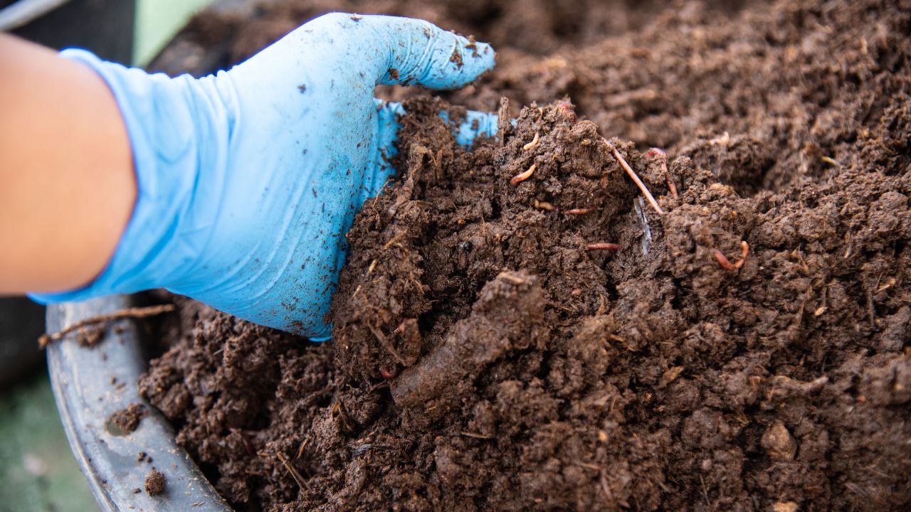 Skip Expensive Fertilizers Adopt This Organic Liquid Manure For Better Crop Growth At Low Cost