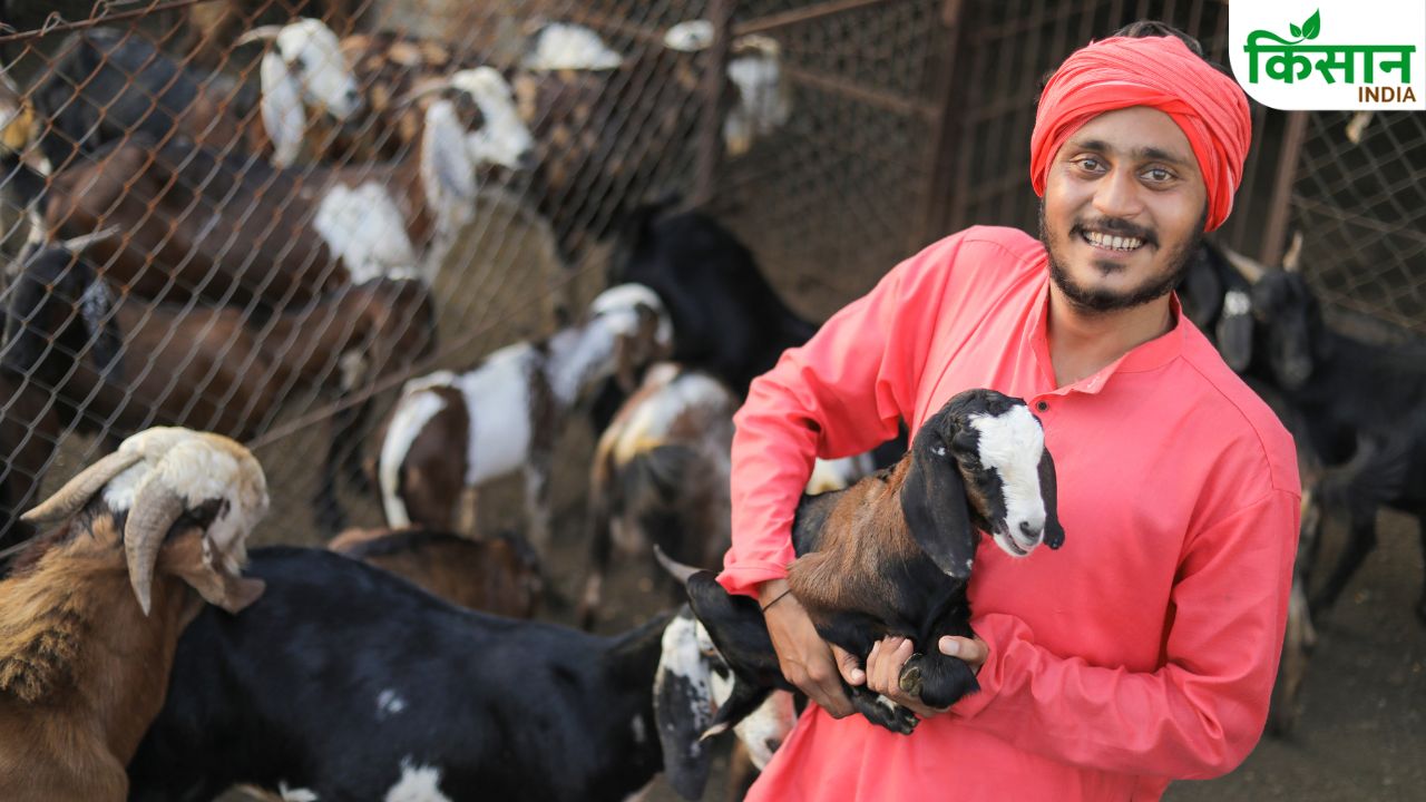 बकरी पालन से किसानों की बढ़ी कमाई, नई नस्ल बन रही मुनाफे का मजबूत जरिया