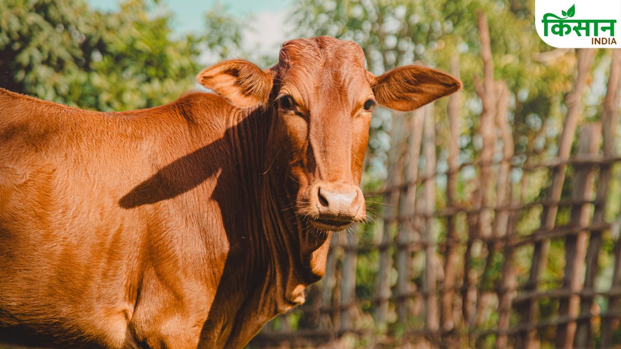 मॉनसून में गाय-भैंसों पर सर्रा बीमारी का खतरा, विशेषज्ञ बोले- एक चूक से हो सकता भारी नुकसान