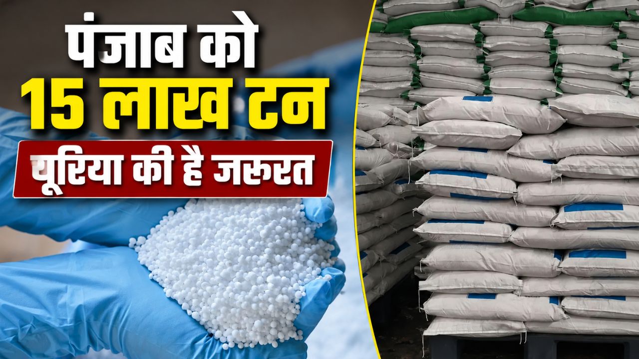 कृषि निदेशक का दावा- नहीं है खाद की कोई कमी, 10 लाख टन से अधिक है यूरिया का स्टॉक