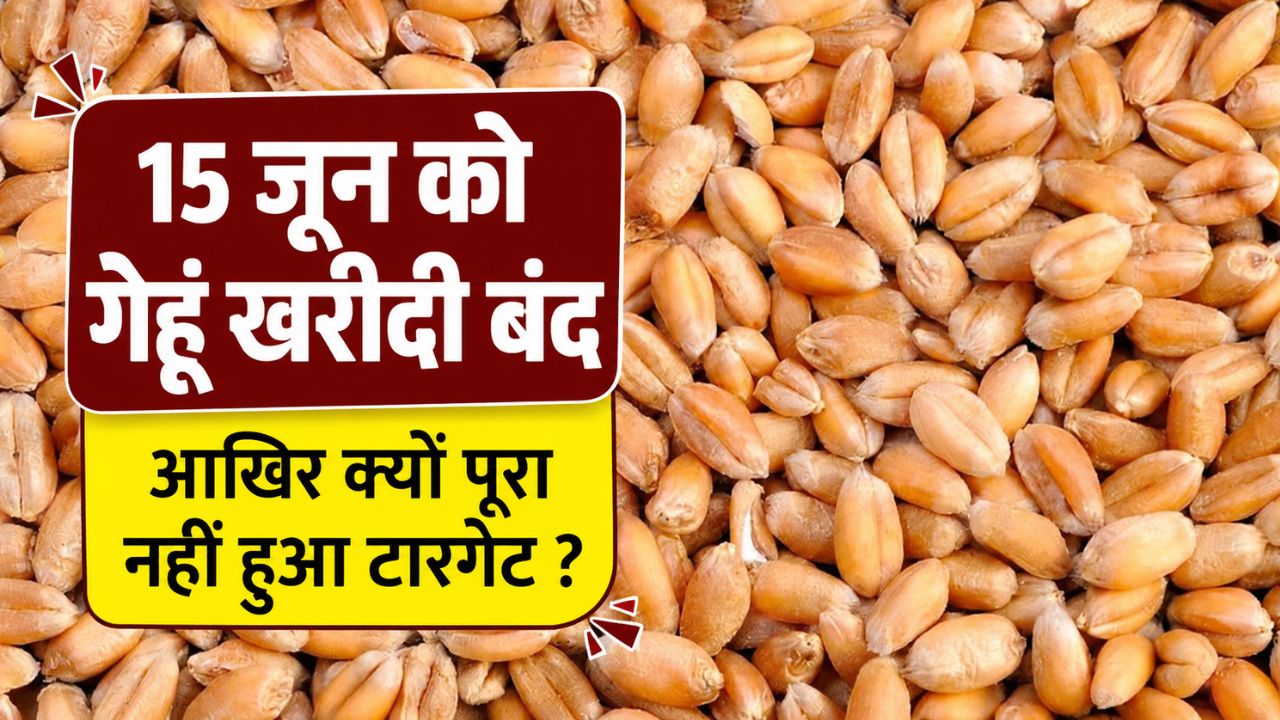 यूपी में पिछले साल से दोगुनी गेहूं खरीद, फिर भी नहीं पूरा हुआ टारगेट.. 20 लाख टन पर अटका आंकड़ा