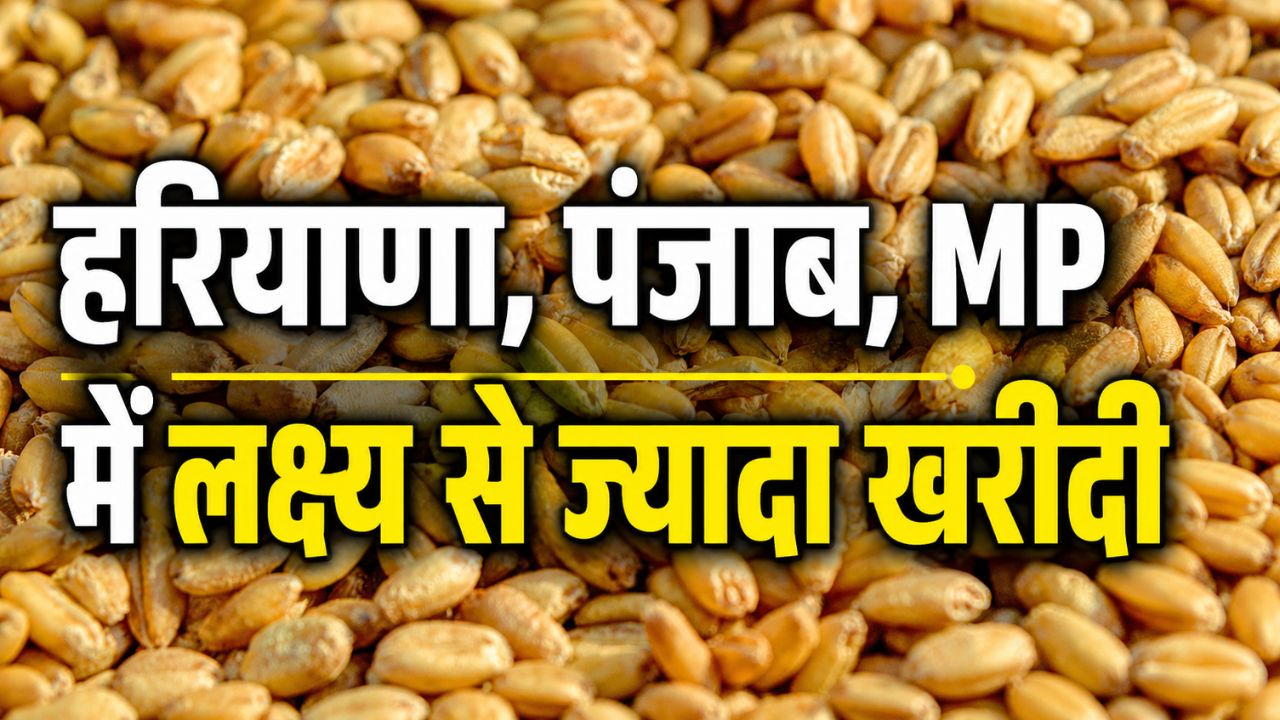 गेहूं खरीदी में 17 फीसदी उछाल, 3 करोड़ टन के पार पहुंचा आंकड़ा.. जानें किस राज्य में हुई कितनी खरीद