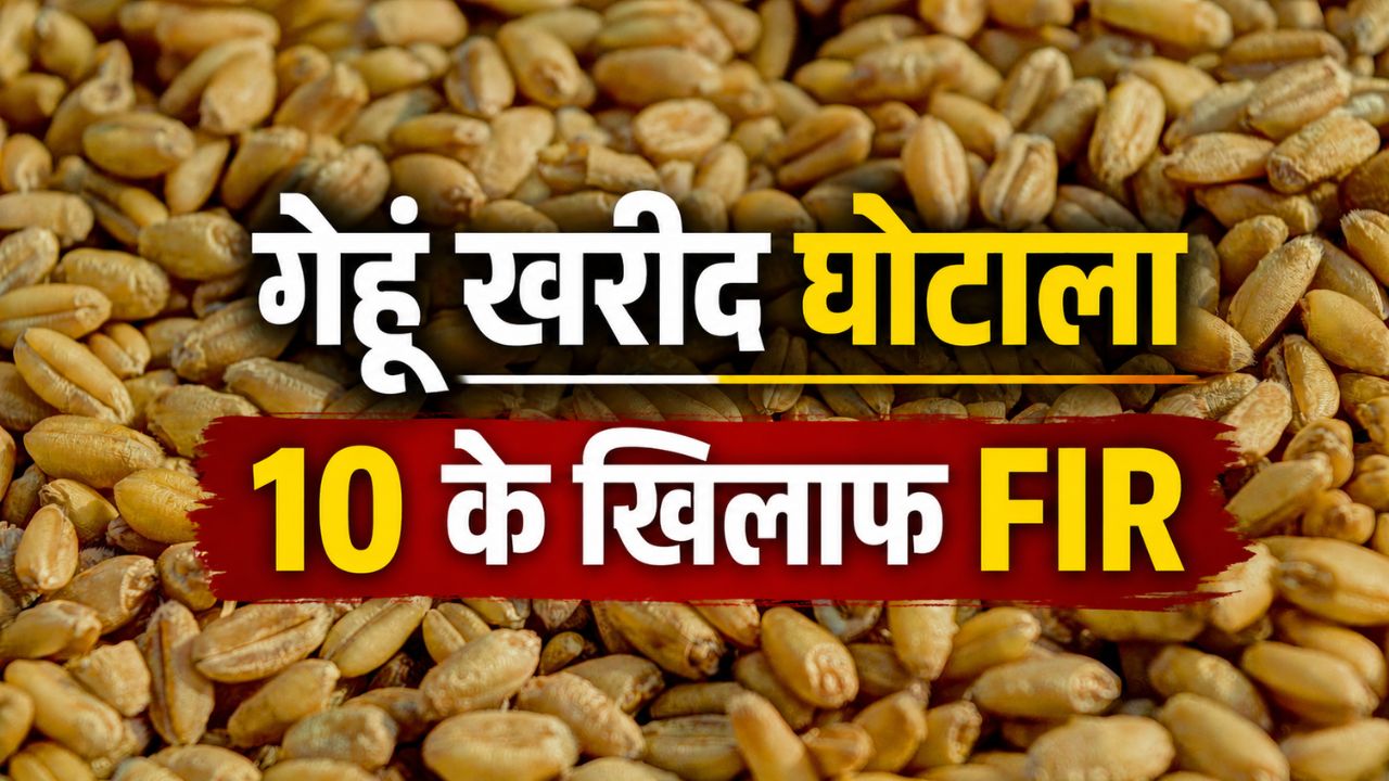 MP में 1.37 करोड़ का गेहूं घोटाला, गोदाम से 5167 क्विंटल अनाज गायब.. FIR दर्ज