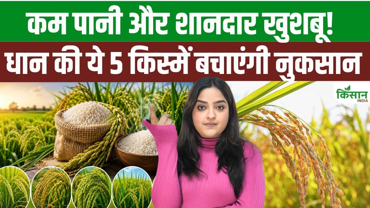120 दिन में तैयार होगी बंपर धान की फसल, राजेंद्र नीलम और प्रभात किस्म किसानों की पहली पसंद