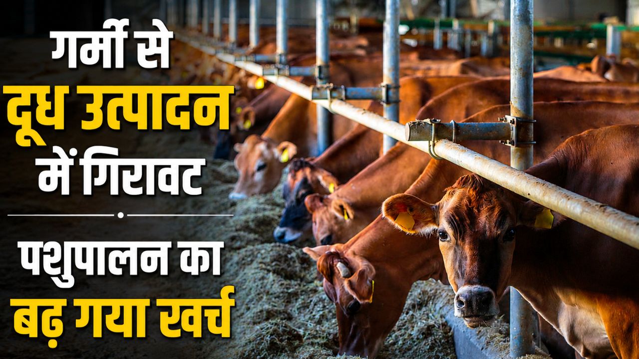 जलवायु परिवर्तन से मवेशियों की प्रजनन क्षमता प्रभावित, समय से पहले बछड़ों को दे रहीं जन्म
