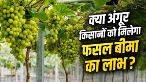 अंगूर किसानों को राहत! बीमा दावे खारिज होने पर जांच के आदेश.. बारिश के आंकड़ों में गड़बड़ी का आरोप