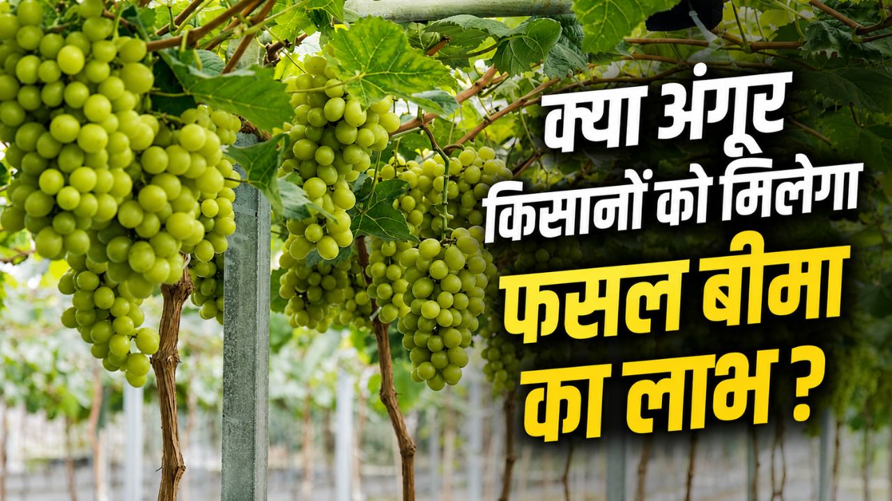 अंगूर किसानों को राहत! बीमा दावे खारिज होने पर जांच के आदेश.. बारिश के आंकड़ों में गड़बड़ी का आरोप