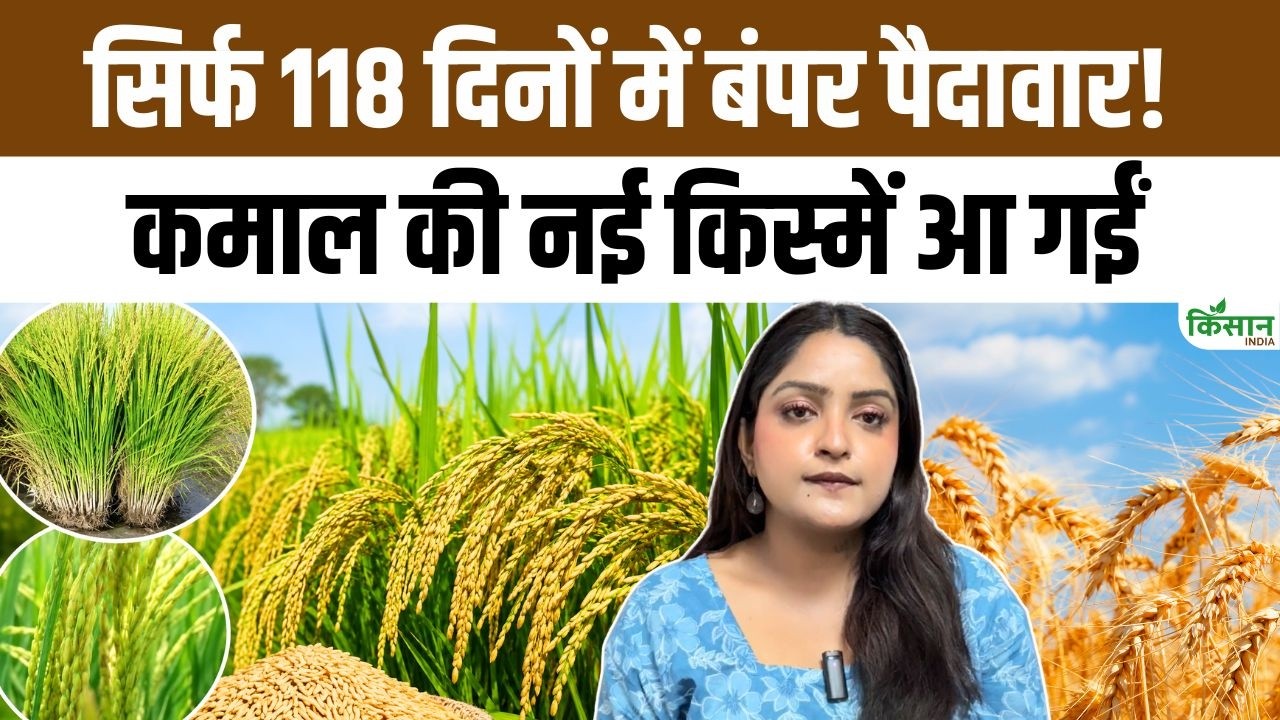 धान किसानों के लिए खुशखबरी, कम पानी में अधिक उपज देंगी डीआरआर धान 92 और सीआर धान 217