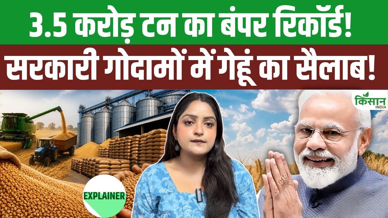 Wheat procurement: गेहूं खरीद में रिकॉर्ड! सरकार ने गोदामों में भरा 3.5 करोड़ टन, किसानों की लॉटरी