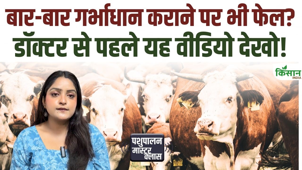 गाय-भैंस बार-बार खाली रह रही हैं, बांझपन की इन 3 वजहों को समय रहते पहचानें