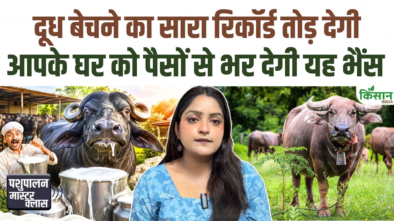 15-16 लीटर दूध देने वाली जाफराबादी भैंस, डेयरी किसानों की कमाई बढ़ाने का बन रही शानदार जरिया