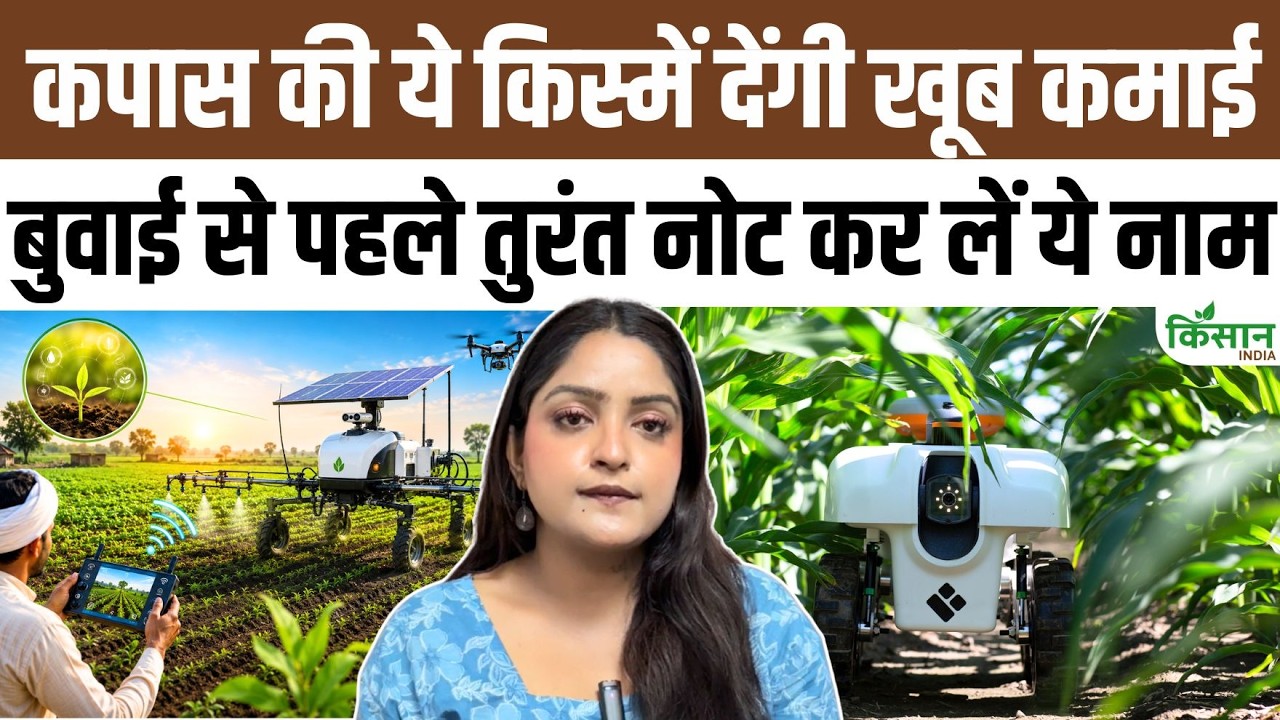 सूरज BT और राशि-797 की बढ़ी धूम, ज्यादा पैदावार की उम्मीद में किसान कर रहे जमकर खरीदारी