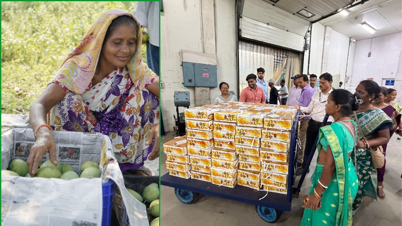 झारखंड के आम्रपाली आम का लंदन में जलवा, सिमडेगा से 1.5 टन की खेप रवाना.. किसानों की बंपर कमाई