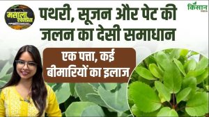 यूरिन इन्फेक्शन से पथरी तक राहत! पत्थरचट्टा का एक पत्ता कई स्वास्थ्य समस्याओं में माना जाता है फायदेमंद