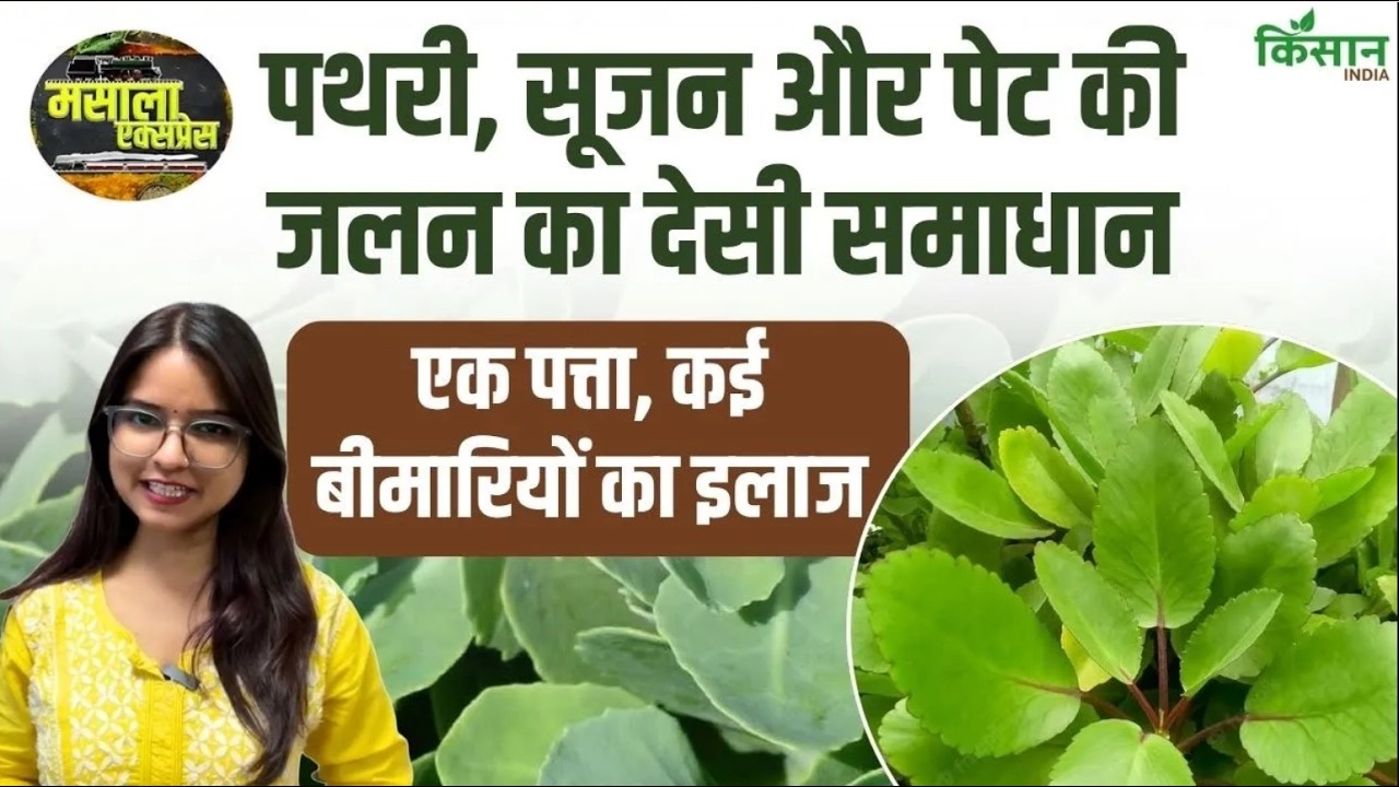 यूरिन इन्फेक्शन से पथरी तक राहत! पत्थरचट्टा का एक पत्ता कई स्वास्थ्य समस्याओं में माना जाता है फायदेमंद