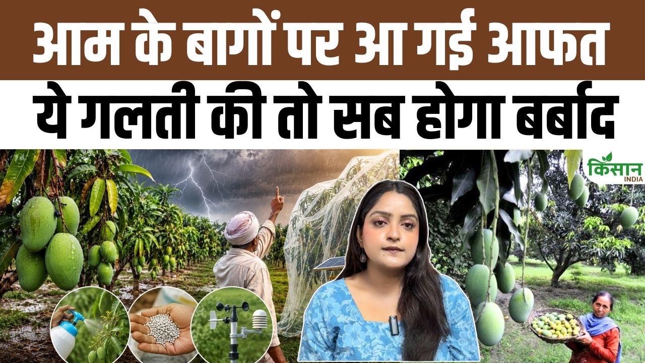 जून में बदला मौसम! आम की फसल को नुकसान से बचाने के लिए तुरंत अपनाएं ये जरूरी उपाय