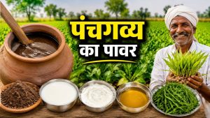 महंगी खाद छोड़िए..सिर्फ 5 चीजों से बनाएं पंचगव्य, फसल होगी हरी-भरी और उत्पादन बढ़ेगा महंगी खाद छोड़िए..सिर्फ 5 चीजों से बनाएं पंचगव्य, फसल होगी हरी-भरी और उत्पादन बढ़ेगा