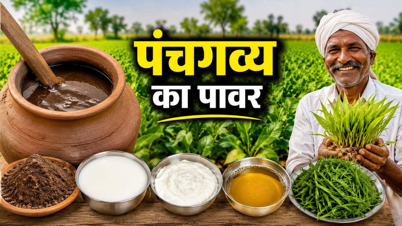 महंगी खाद छोड़िए..सिर्फ 5 चीजों से बनाएं पंचगव्य, फसल होगी हरी-भरी और उत्पादन बढ़ेगा
