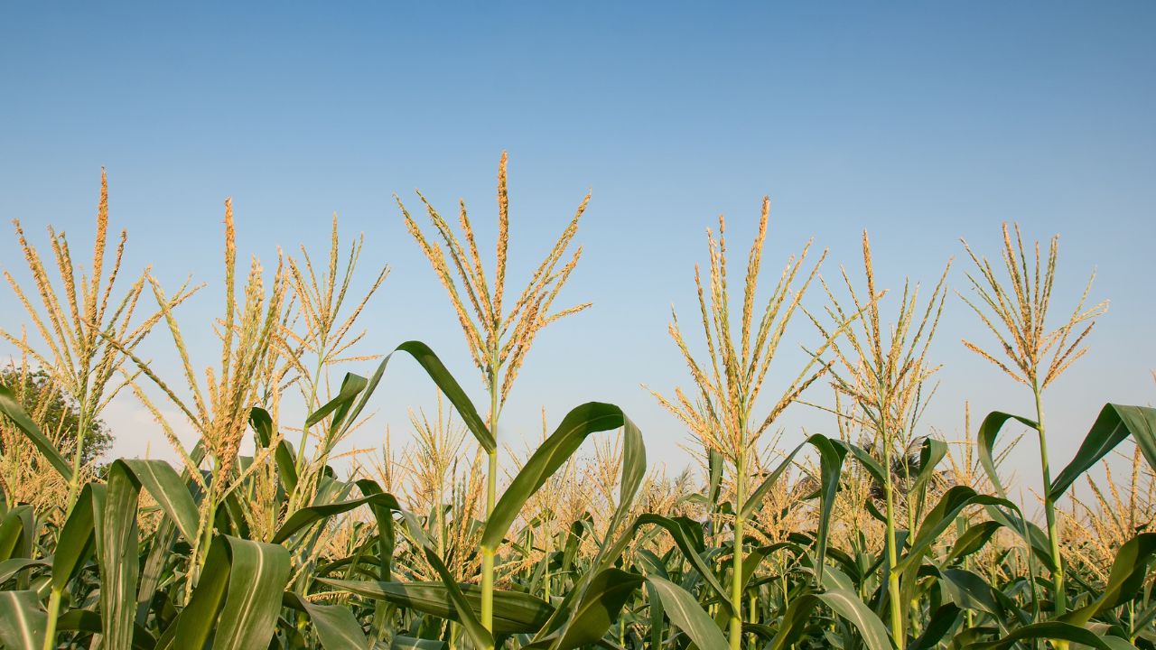 Maize Farming: मक्के की बंपर पैदावार चाहिए? बुआई से पहले जान लें ये 7 जरूरी कृषि टिप्स