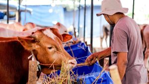यूपी की 7,500 गोशालाएं बनेंगी रोजगार का हब, 3 लाख युवाओं को मिलेगा बड़ा मौका यूपी की 7,500 गोशालाएं बनेंगी रोजगार का हब, 3 लाख युवाओं को मिलेगा बड़ा मौका