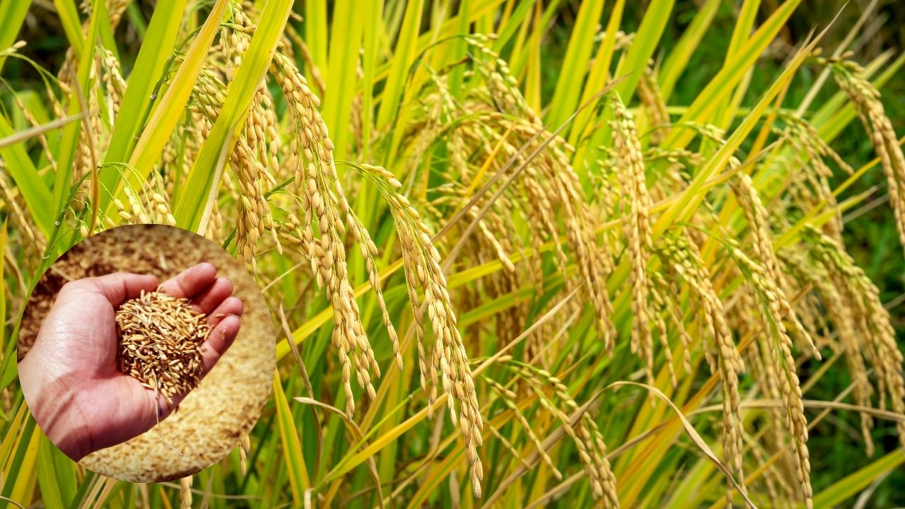 Basmati Rice: सूखे में भी नहीं घटेगी पैदावार, 135 दिन में तैयार होगी ये नई बासमती किस्म