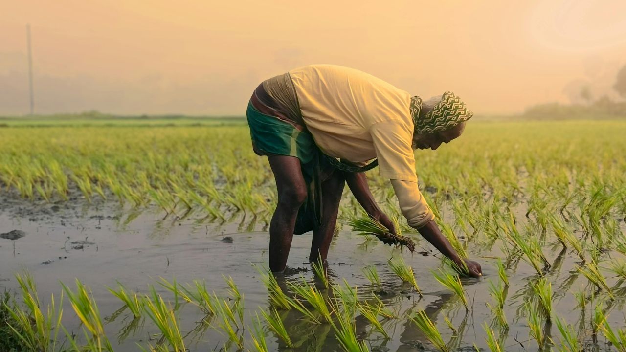 हरियाणा सरकार की बड़ी सौगात… धान की सीधी बुवाई शुरू, किसानों को मिलेगा 4500 का अनुदान