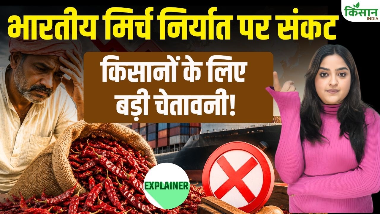 भारतीय मिर्च निर्यात पर मंडराया संकट, कीटनाशकों के बढ़ते इस्तेमाल के बीच बैन की मांग हुई तेज