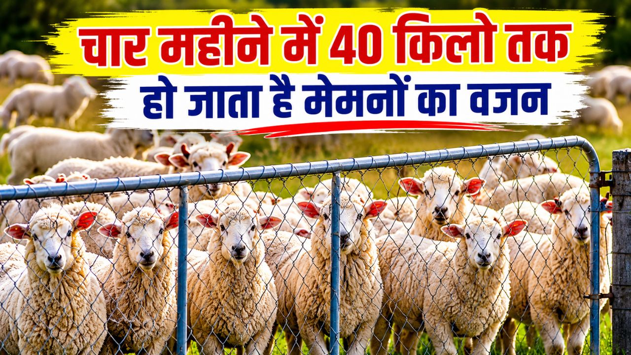 ऑस्ट्रेलिया की डॉरपर-टेक्सेल से सुधरेगी देसी भेड़ों की नस्ल, कश्मीर पहुंचीं 900 भेड़ें.. बढ़ेगी किसानों की कमाई