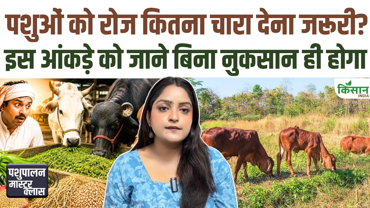 Animal Husbandry Tips: पशुपालकों के लिए महाअलर्ट! ज्यादा हरा चारा खिलाया तो सीधे घट जाएगा दूध