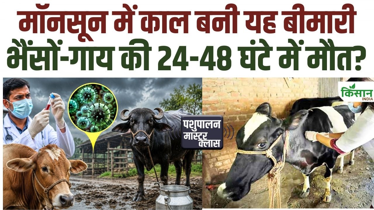मॉनसून में पशुओं पर बढ़ा बीमारी का खतरा! ये 5 लक्षण दिखें तो तुरंत सतर्क हो जाएं