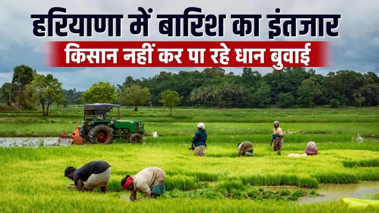 औसत से काफी कम हुई बारिश, 70 फीसदी रकबे में अभी तक नहीं हुई धान बुवाई.. टेंशन में किसान
