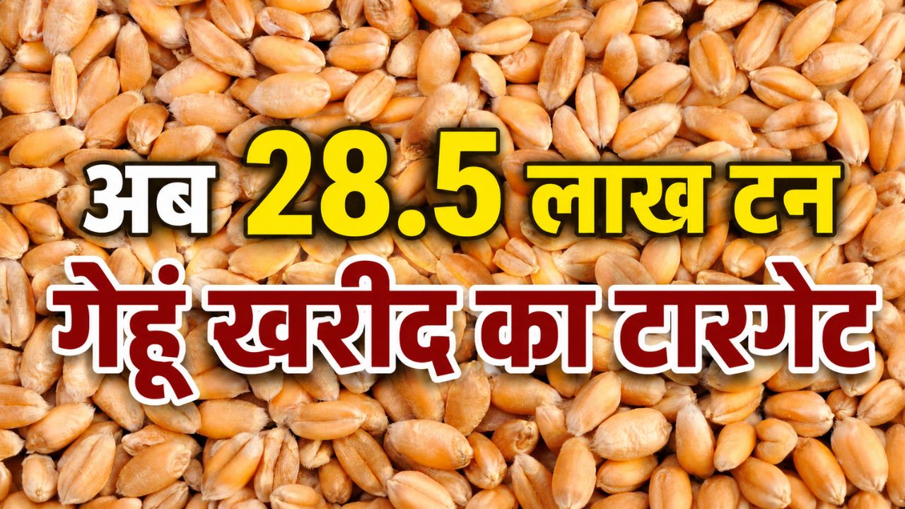 बड़ी राहत ! सरकार ने बढ़ाई गेहूं खरीद की अवधि.. अब 19 जून तक उपज बेच सकेंगे किसान