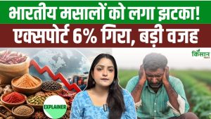 भारतीय मसालों के निर्यात को बड़ा झटका, 6 फीसदी गिरावट से बढ़ी चिंता, इलायची बनी सबसे बड़ी राहत भारतीय मसालों के निर्यात को बड़ा झटका, 6 फीसदी गिरावट से बढ़ी चिंता, इलायची बनी सबसे बड़ी राहत