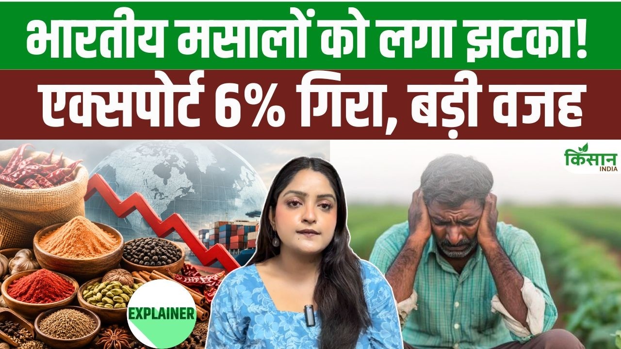 भारतीय मसालों के निर्यात को बड़ा झटका, 6 फीसदी गिरावट से बढ़ी चिंता, इलायची बनी सबसे बड़ी राहत