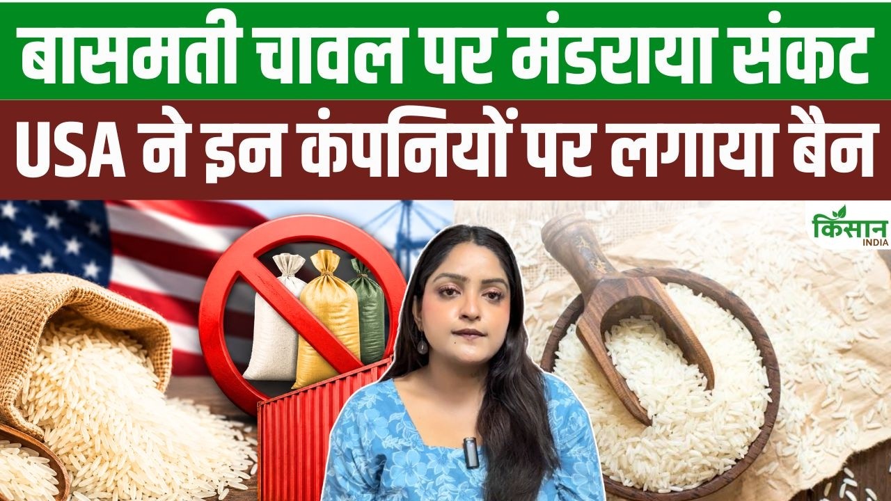 बासमती चावल निर्यात पर बड़ा झटका! ऑस्ट्रेलिया ने भारत की 44 कंपनियों पर लगाया प्रतिबंध, बढ़ी चिंता