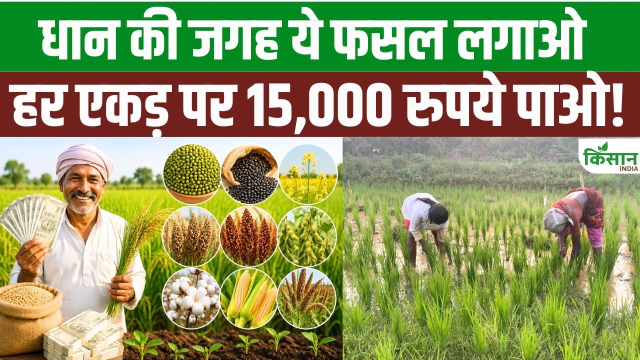 धान छोड़ें, मक्का-सोयाबीन-कौदो अपनाएं! सरकार देगी 15,000 रुपये प्रति एकड़ प्रोत्साहन