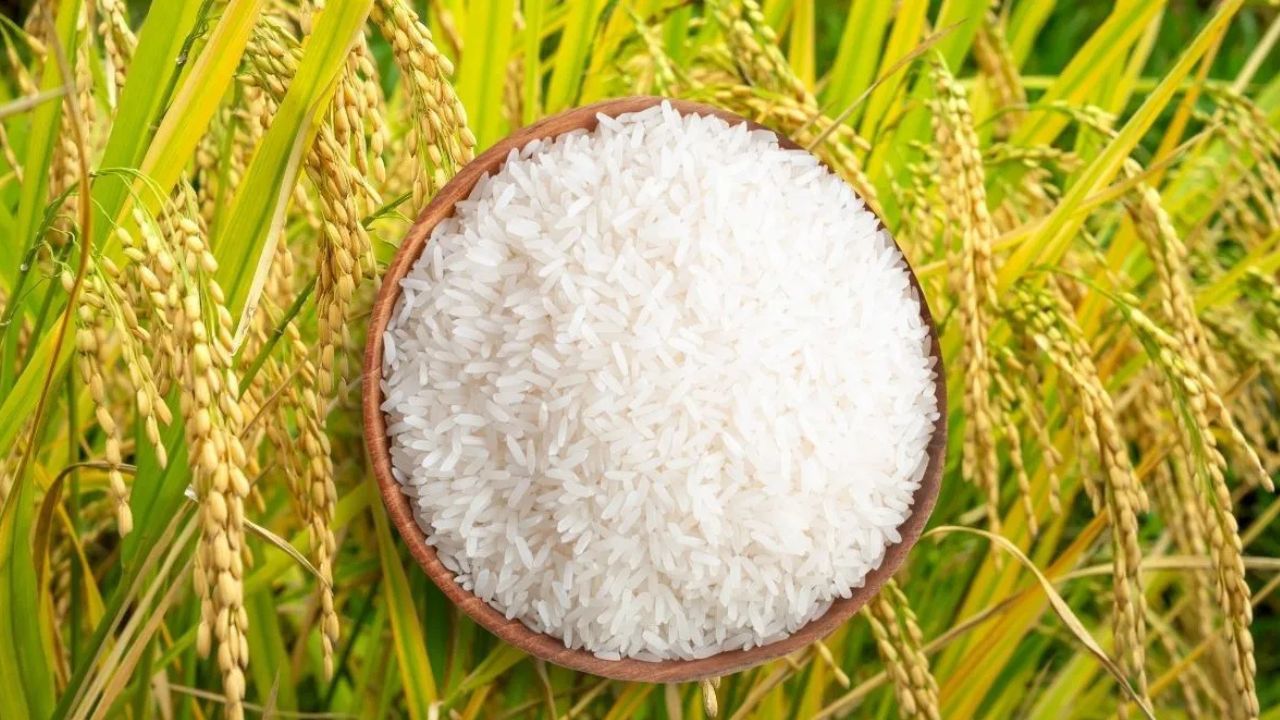 मध्य प्रदेश को बासमती GI क्षेत्र में शामिल करने का विरोध, पंजाब के निर्यातकों ने कहा- मौजूदा दायरा न बदला जाए