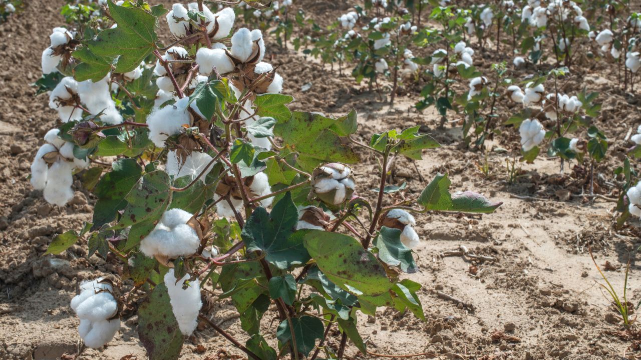 कपास बुवाई ने पकड़ी रफ्तार, 100 लाख हेक्टेयर के पार पहुंचा रकबा.. तेलंगाना-MP में बढ़ा क्षेत्रफल