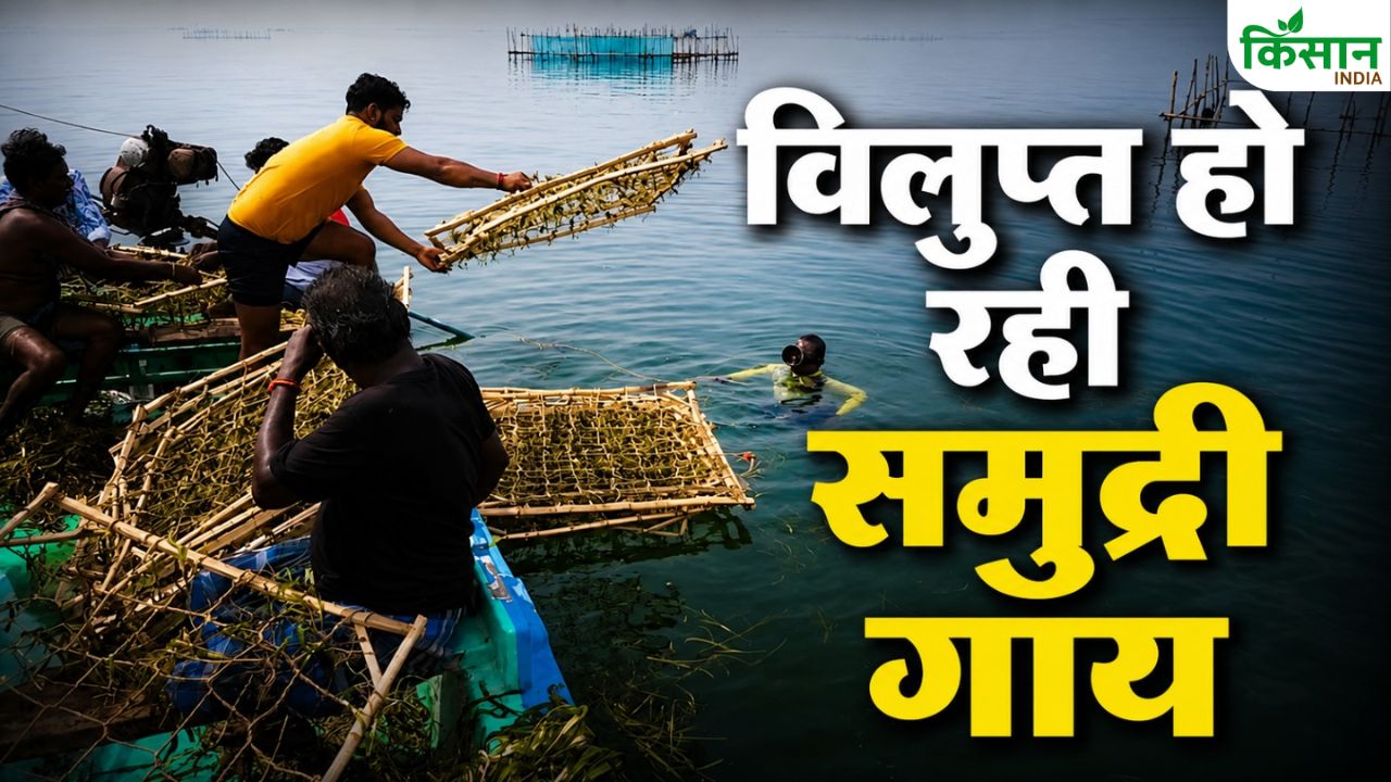 विलुप्ति की कगार पर पहुंची ये गाय.. भारत में बची सिर्फ 200 डुगोंग, सरकार का मेगा कैंपेन शुरू