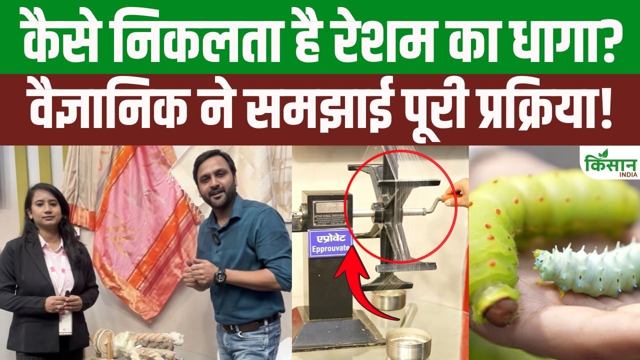 कोकून से रेशम का धागा बनने का पूरा सफर! इरी कोकून क्यों है सबसे खास, वैज्ञानिक ने बताया सच