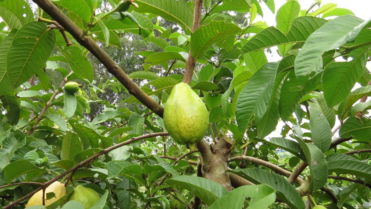 जुलाई-अगस्त है अमरूद लगाने का गोल्डन टाइम, इस दौरान रोपे गए पौधों की बढ़वार तेज होती है और सर्दियों में भरपूर व बेहतर क्वालिटी वाले फल मिलने की संभावना बढ़ जाती है.
जुलाई-अगस्त है अमरूद लगाने का गोल्डन टाइम, इस दौरान रोपे गए पौधों की बढ़वार तेज होती है और सर्दियों में भरपूर व बेहतर क्वालिटी वाले फल मिलने की संभावना बढ़ जाती है.