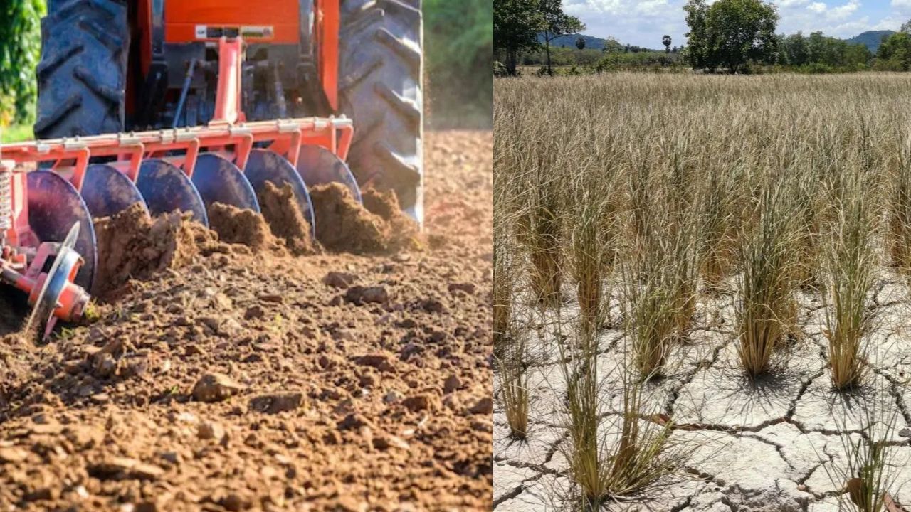 मॉनसून की मार! हिसार में 80 हजार हेक्टेयर में नहीं हुई फसल बुवाई.. मूंग-कपास और धान पर संकट