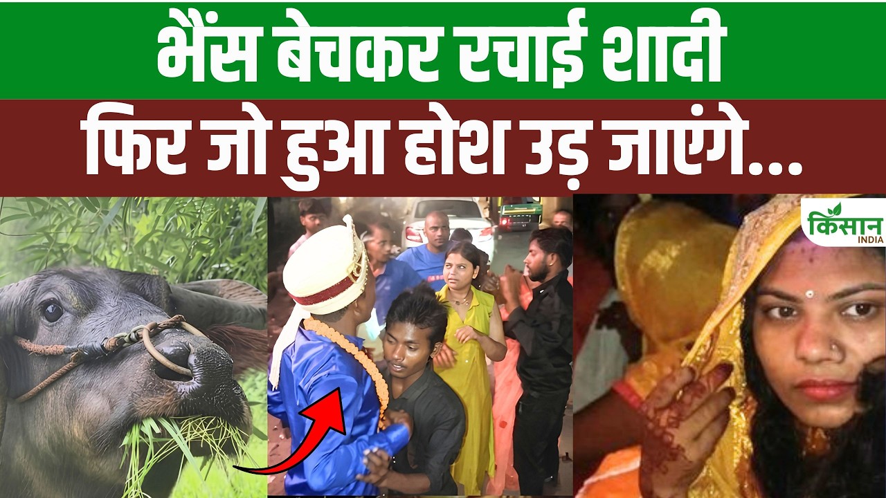 शादी के खर्च के लिए बेची भैंस, दुल्हन घर आते ही बदली किस्मत, Samastipur का वीडियो वायरल